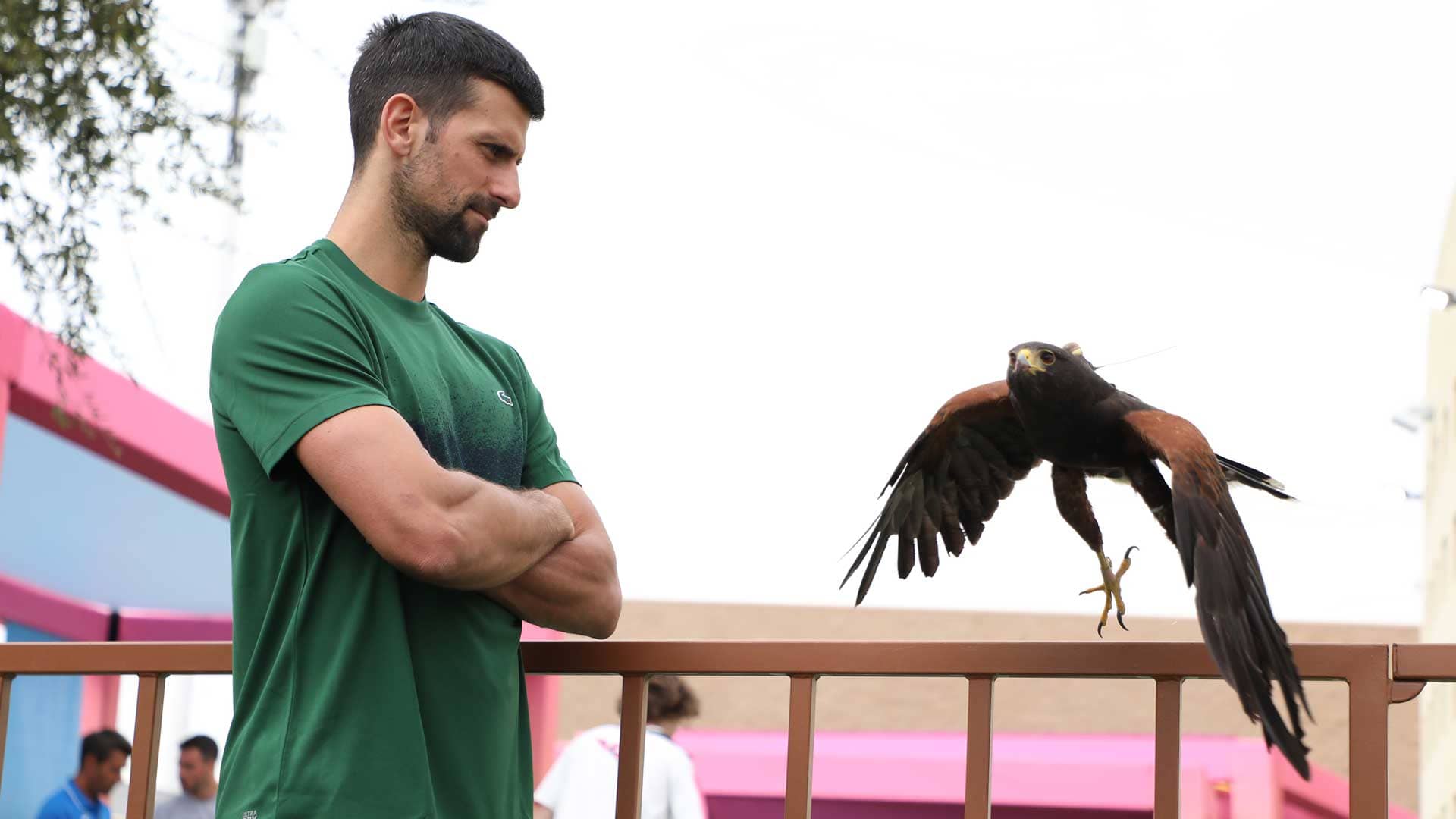 ¿Puede Djokovic derrotar a un halcón en un concurso de miradas?